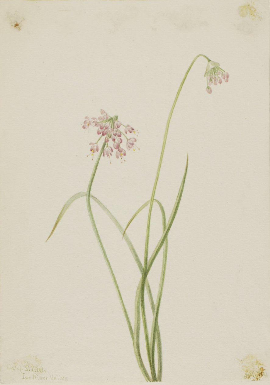 Cibule kývavá (Allium cernuum) od Mary Vaux Walcott