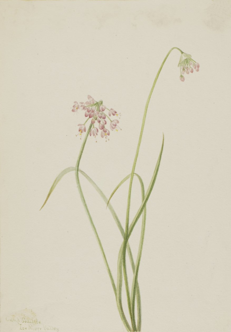 Přikyvující cibule Allium cernuum, 1901. od Mary Vaux Walcott