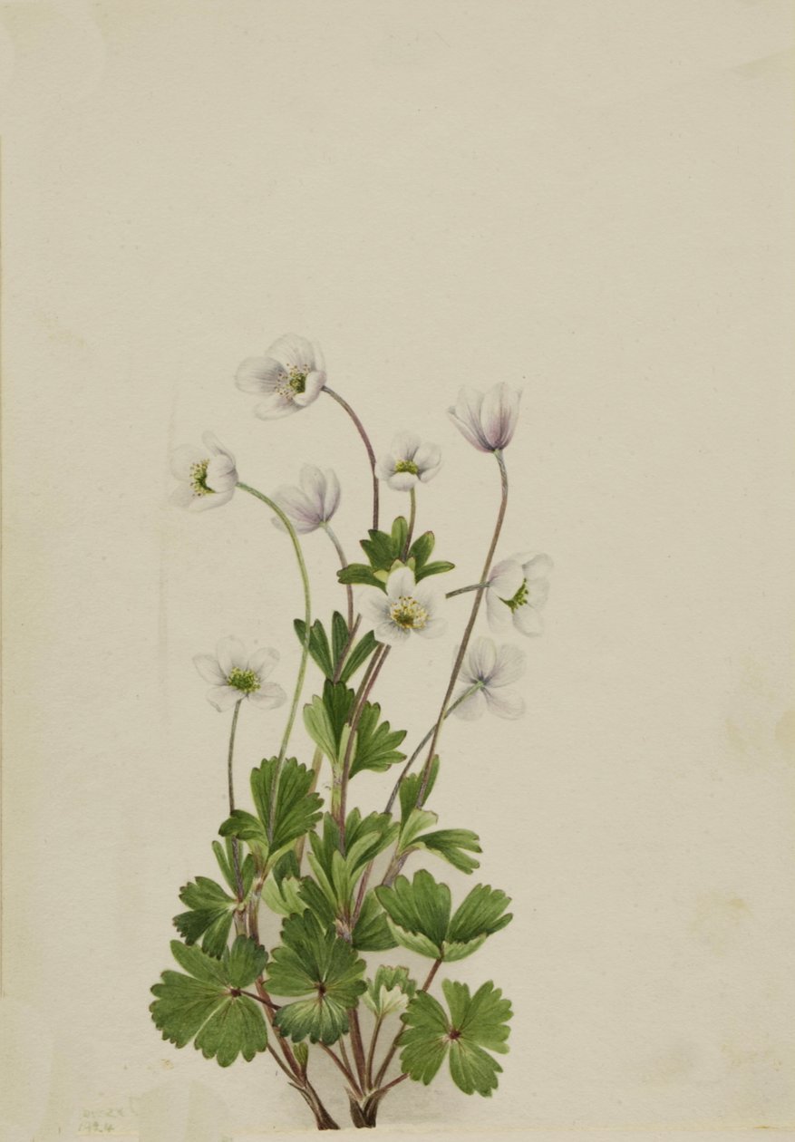 Sasanka severní Anemone parviflora, 1924. od Mary Vaux Walcott
