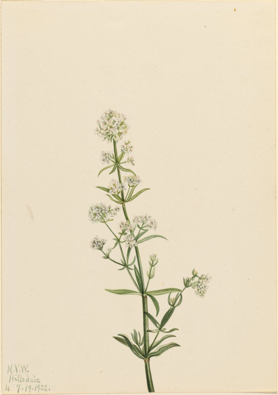 Slaměnka severní (Galium boreale) od Mary Vaux Walcott