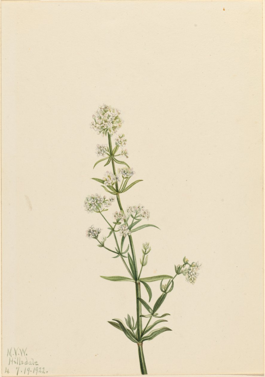 Svízel severní Galium boreale, 1922. od Mary Vaux Walcott