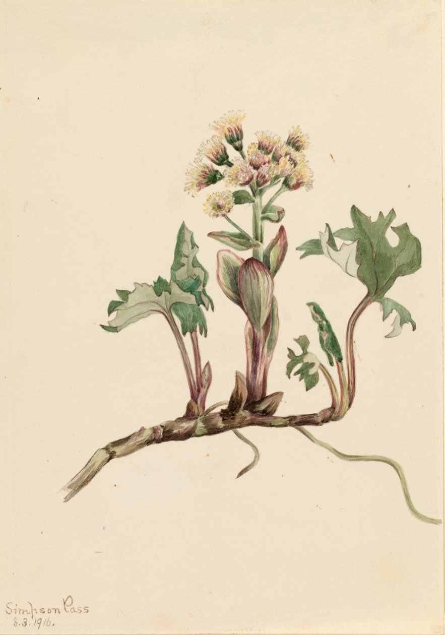 Máselník severní (Petasites hyperboreus) od Mary Vaux Walcott
