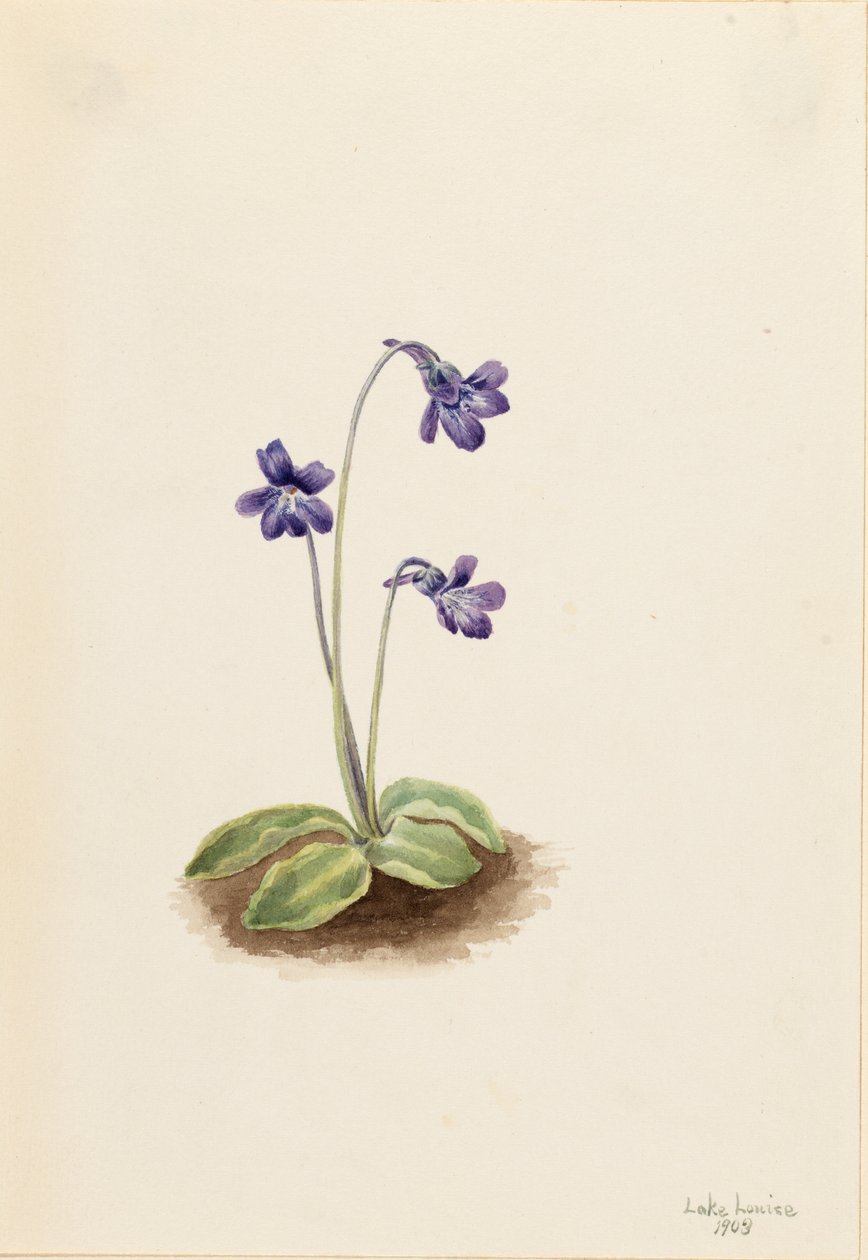 Máslovka obecná (Pinguicula vulgaris) od Mary Vaux Walcott