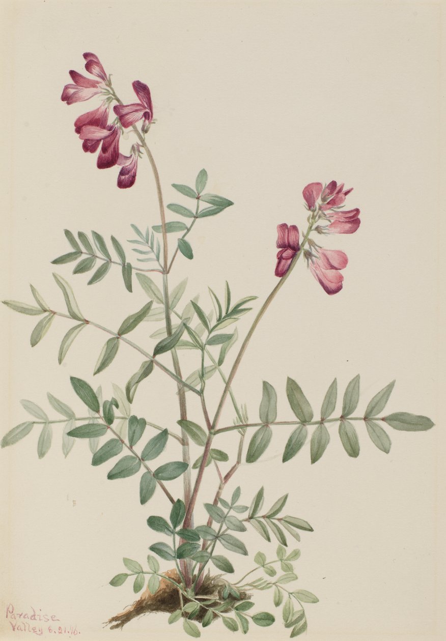 Hedysarum severní (Hedysarum boreale) od Mary Vaux Walcott