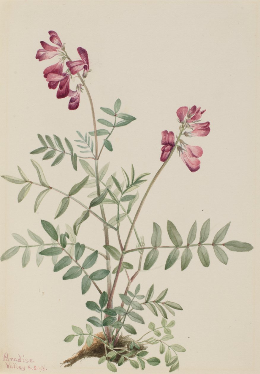Severní Hedysari Hedysari boreale, 1916. od Mary Vaux Walcott