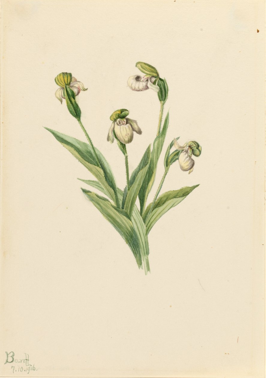 Střevíčník pantoflíček (Cypripedium passerinum) od Mary Vaux Walcott