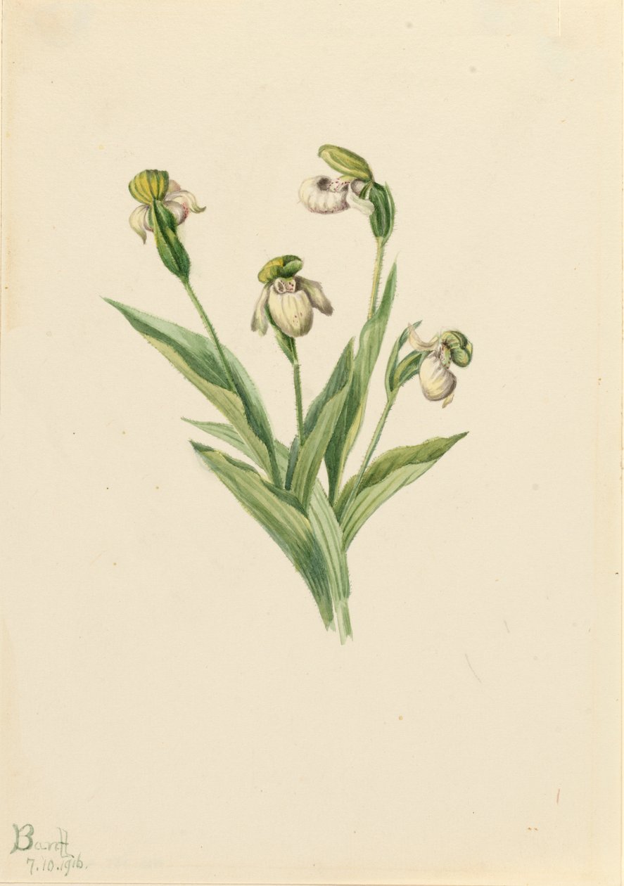 Pantoflíček severní Cypripedium passerinum, 1916. od Mary Vaux Walcott