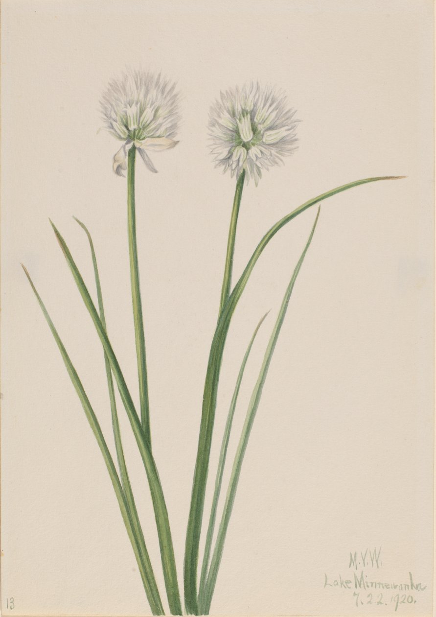 Cibule severní Allium sibiricum, 1920. od Mary Vaux Walcott