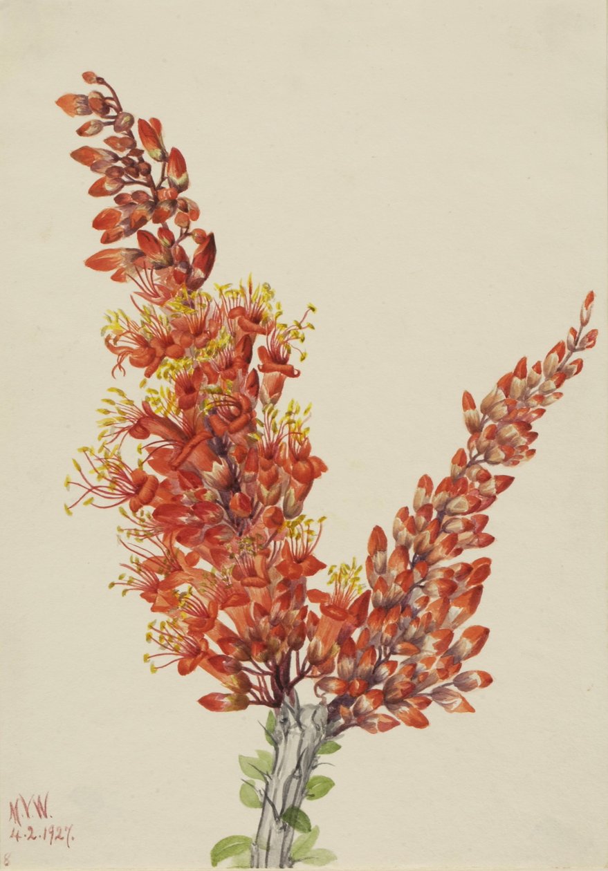 Ocotillo (Fouquieria splendens) od Mary Vaux Walcott
