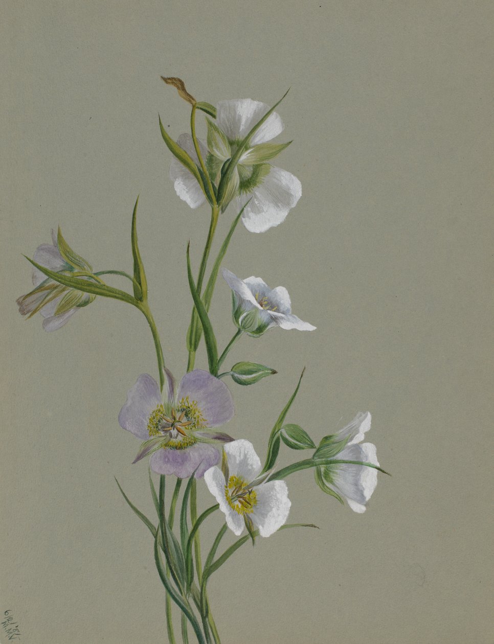 Na cestě k památníku, 1881. od Mary Vaux Walcott