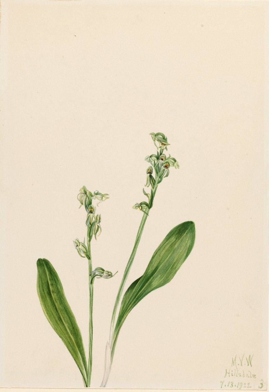 Jednolistá bažinatá orchidej Habenaria obtusata, 1922 od Mary Vaux Walcott