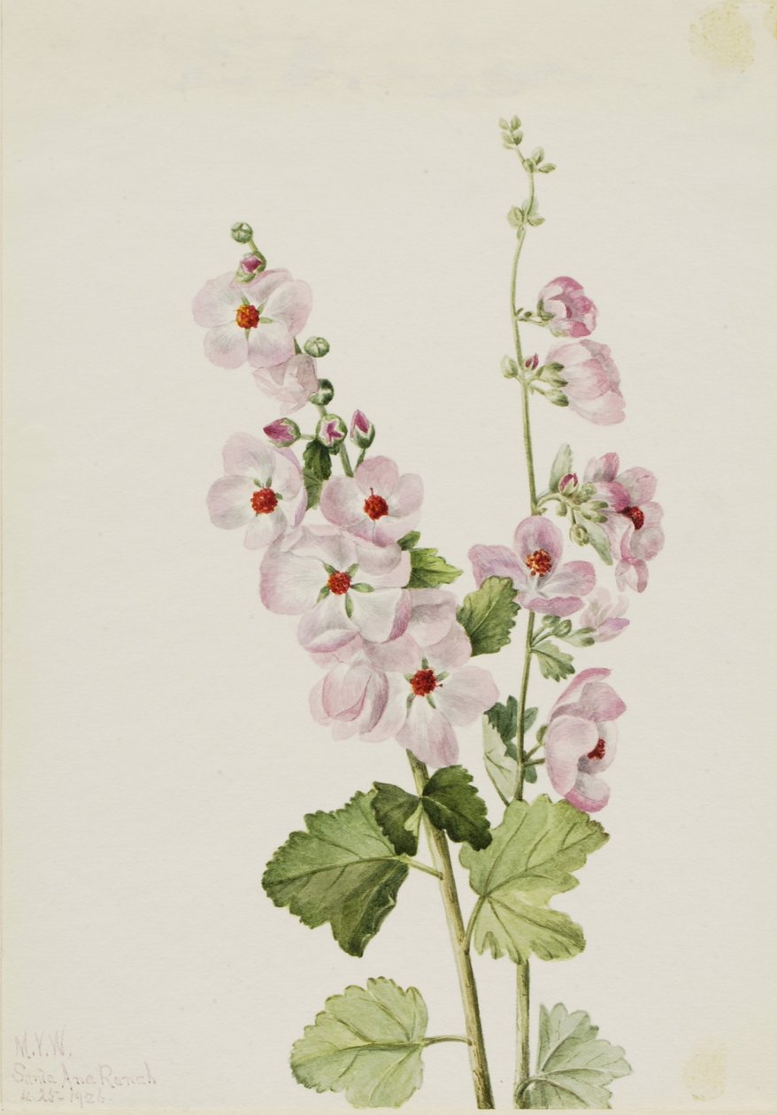 Globemallow oranžové oko (Sphaeralcea davidsonii) od Mary Vaux Walcott