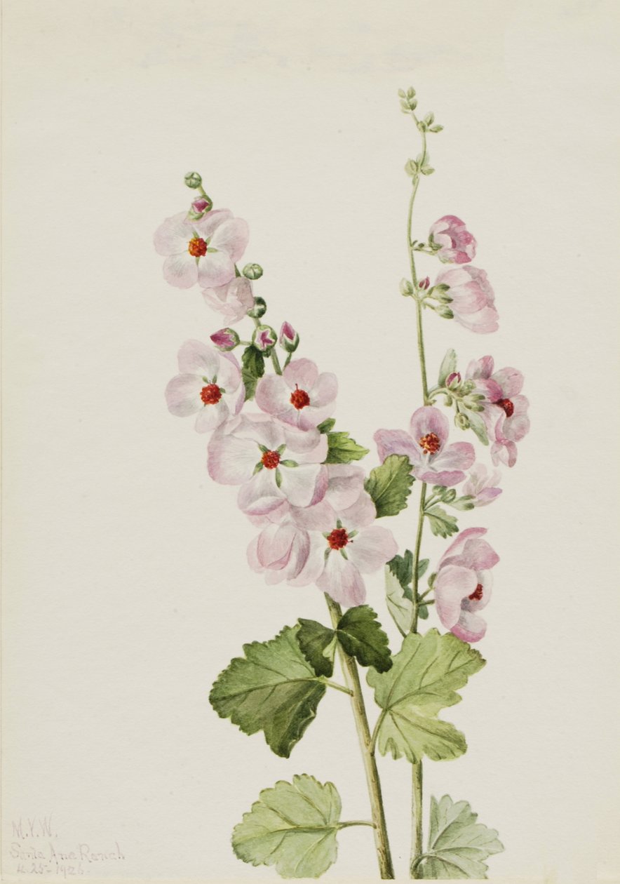 Orange-Eye Globemallow Sphaeralcea davidsonii, 1926 od Mary Vaux Walcott