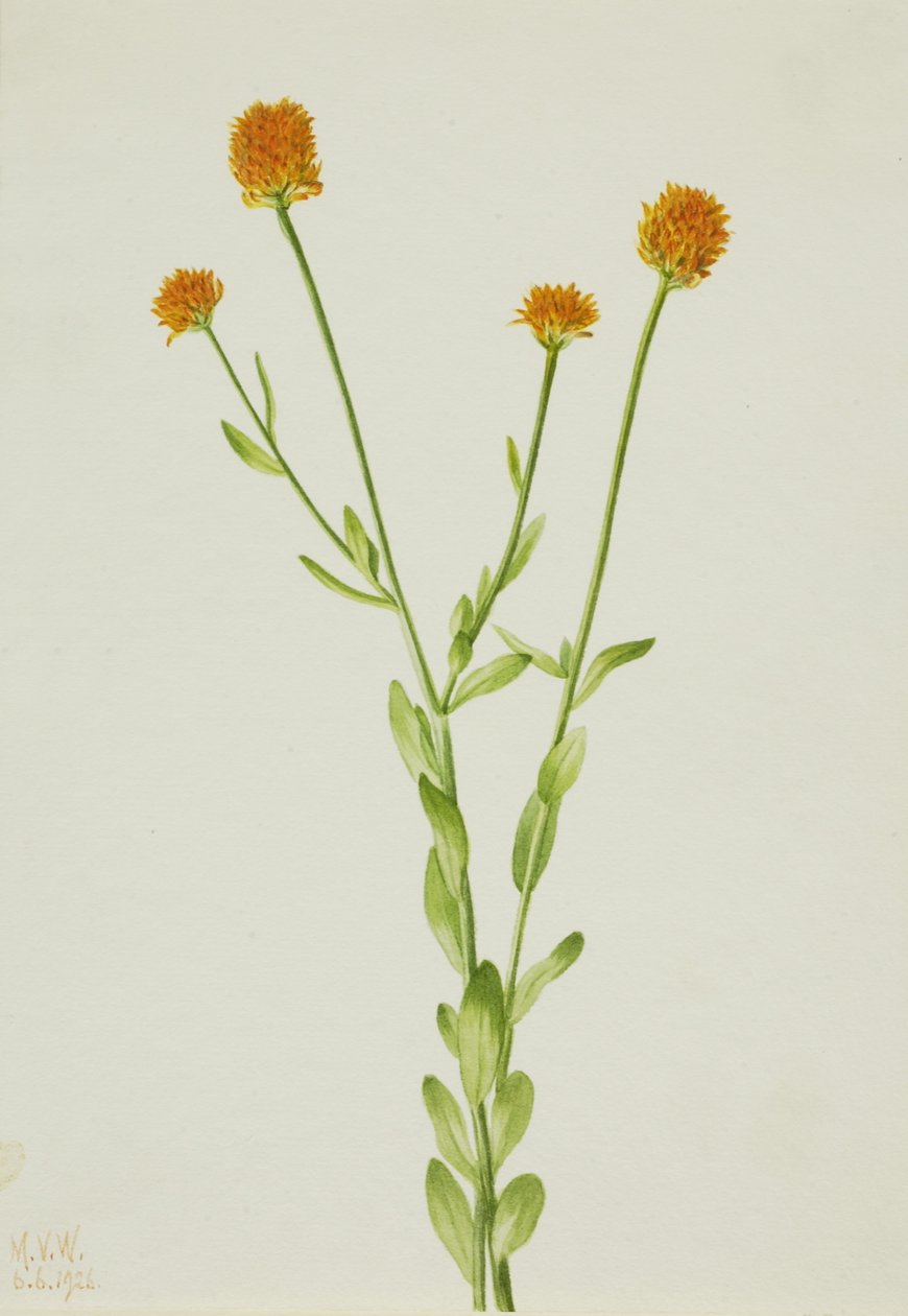 Polygala oranžová (Polygala lutea) od Mary Vaux Walcott
