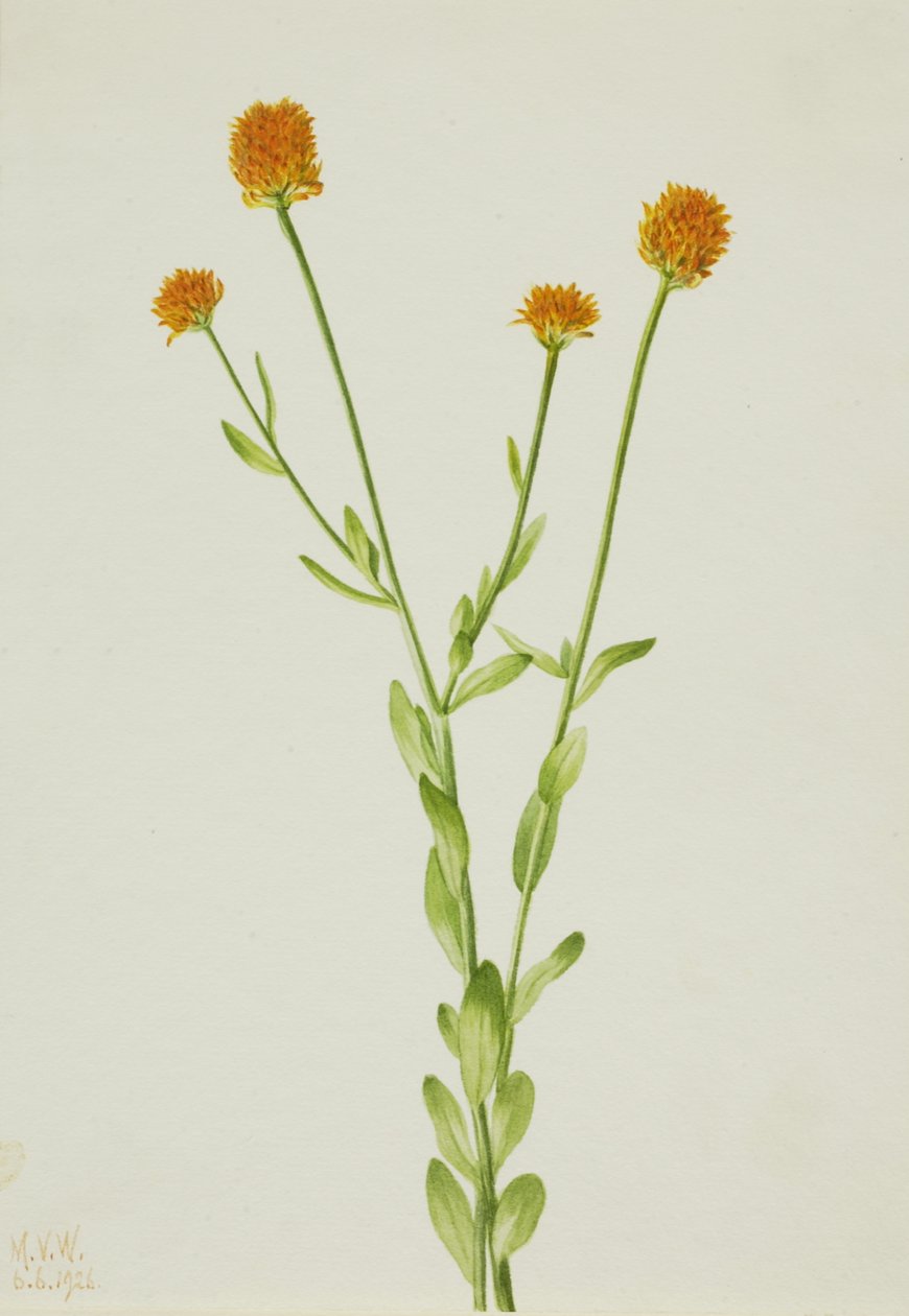 Orange Polygala Polygala lutea, 1926. od Mary Vaux Walcott
