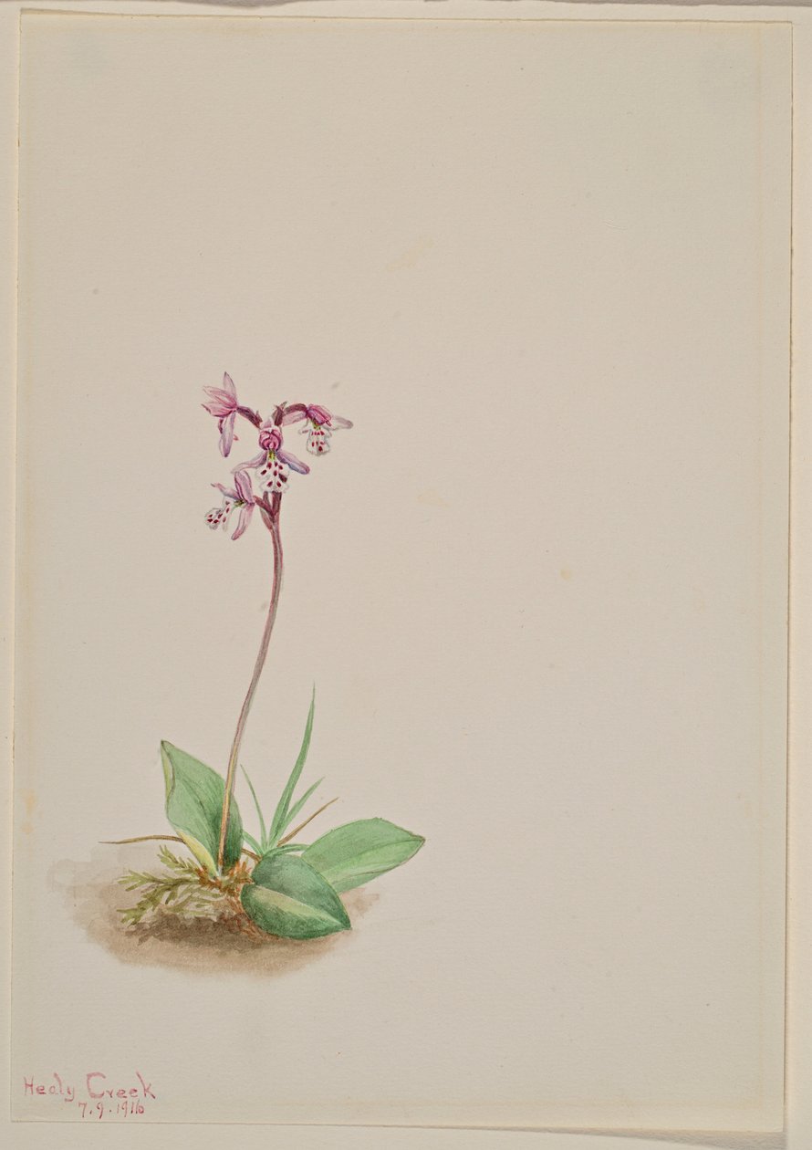 Orchis (Orchis rotundifolia) od Mary Vaux Walcott