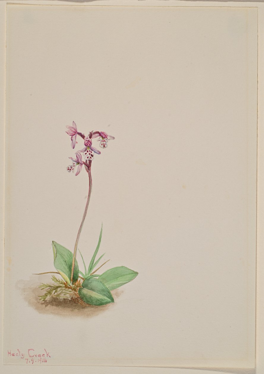 Orchis Orchis rotundifolia, 1916. od Mary Vaux Walcott