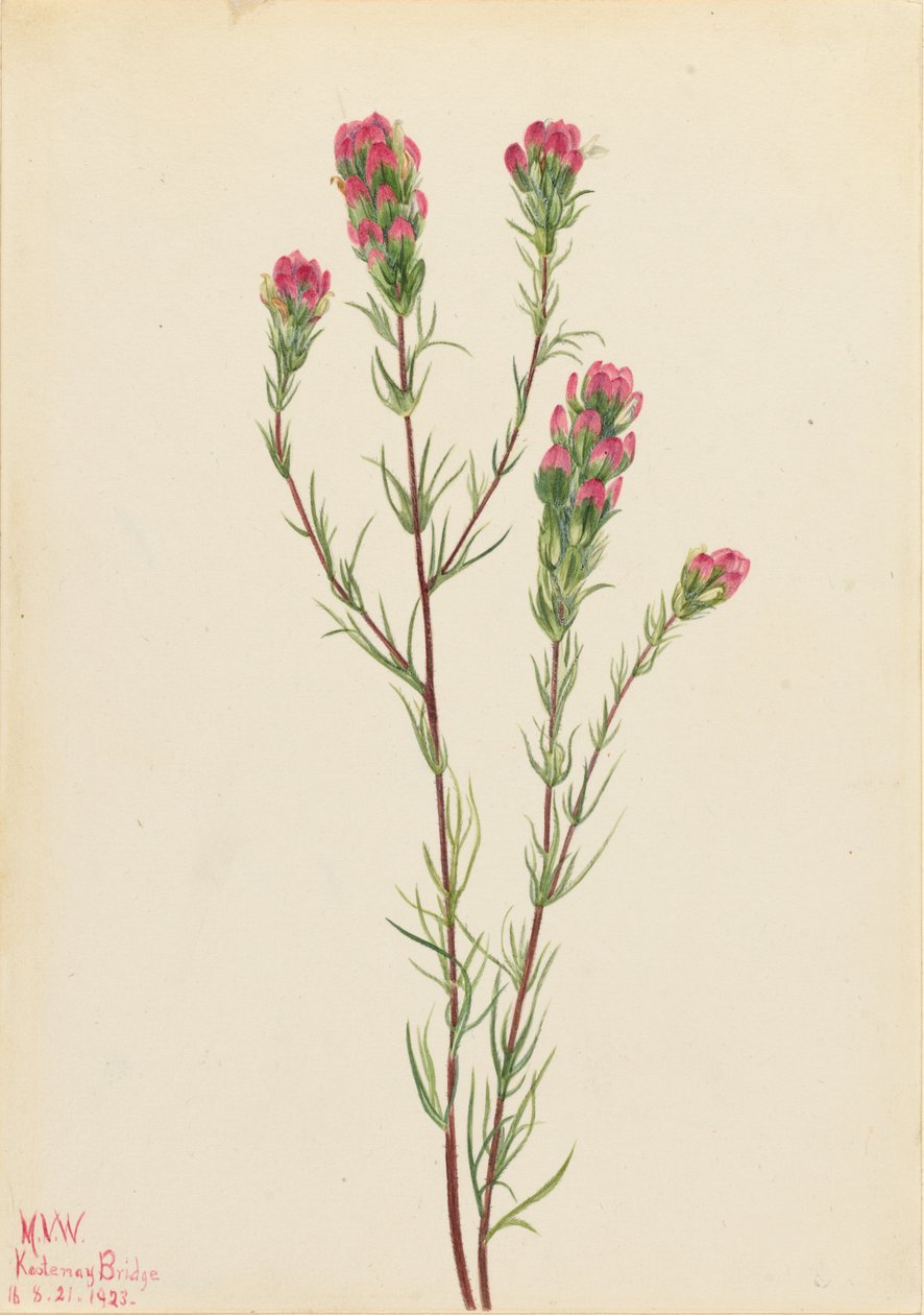 Jetel soví (Orthocarpus tenuifolius) od Mary Vaux Walcott