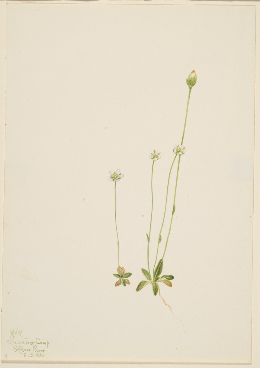 Oxytropis aepicola od Mary Vaux Walcott