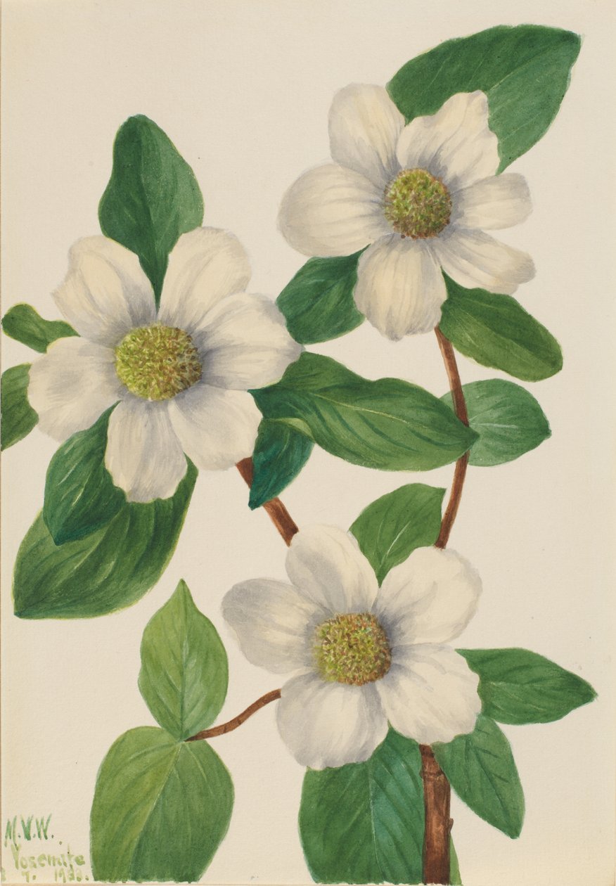 Dřín obecný (Cornus nuttallii) od Mary Vaux Walcott