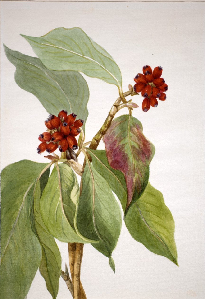 Dřín obecný (Cornus nuttallii) od Mary Vaux Walcott