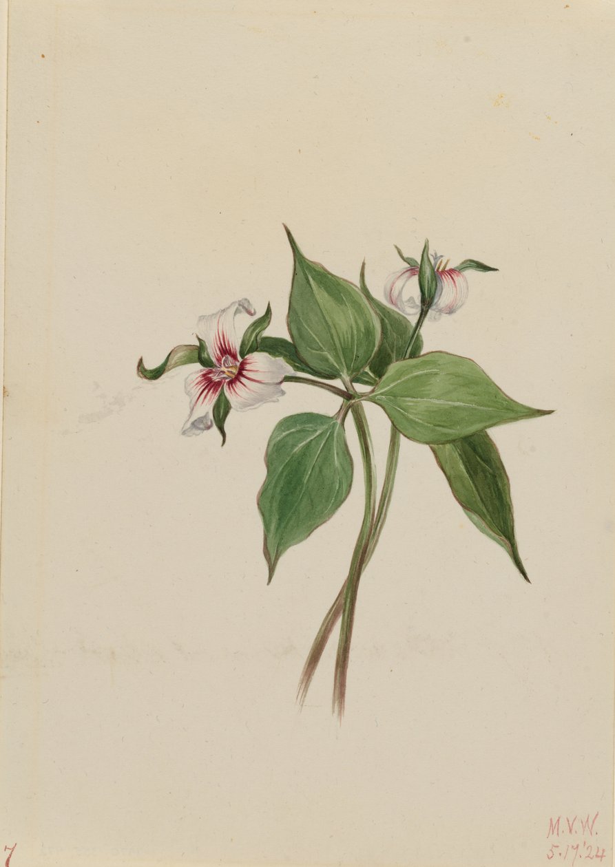 Trillium malované (Trillium undulatum) od Mary Vaux Walcott