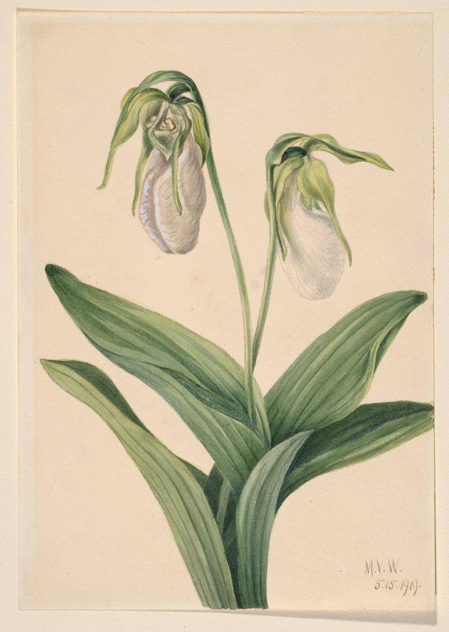 Střevíčník bledý (Cypridedium acaule) od Mary Vaux Walcott