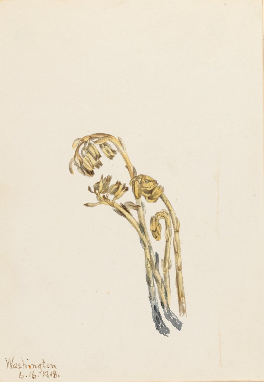 Pinesap bledý (Hypopitys americana) od Mary Vaux Walcott