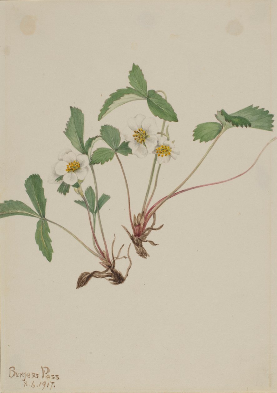 Jahodník bledý (Fragaria glauca) od Mary Vaux Walcott