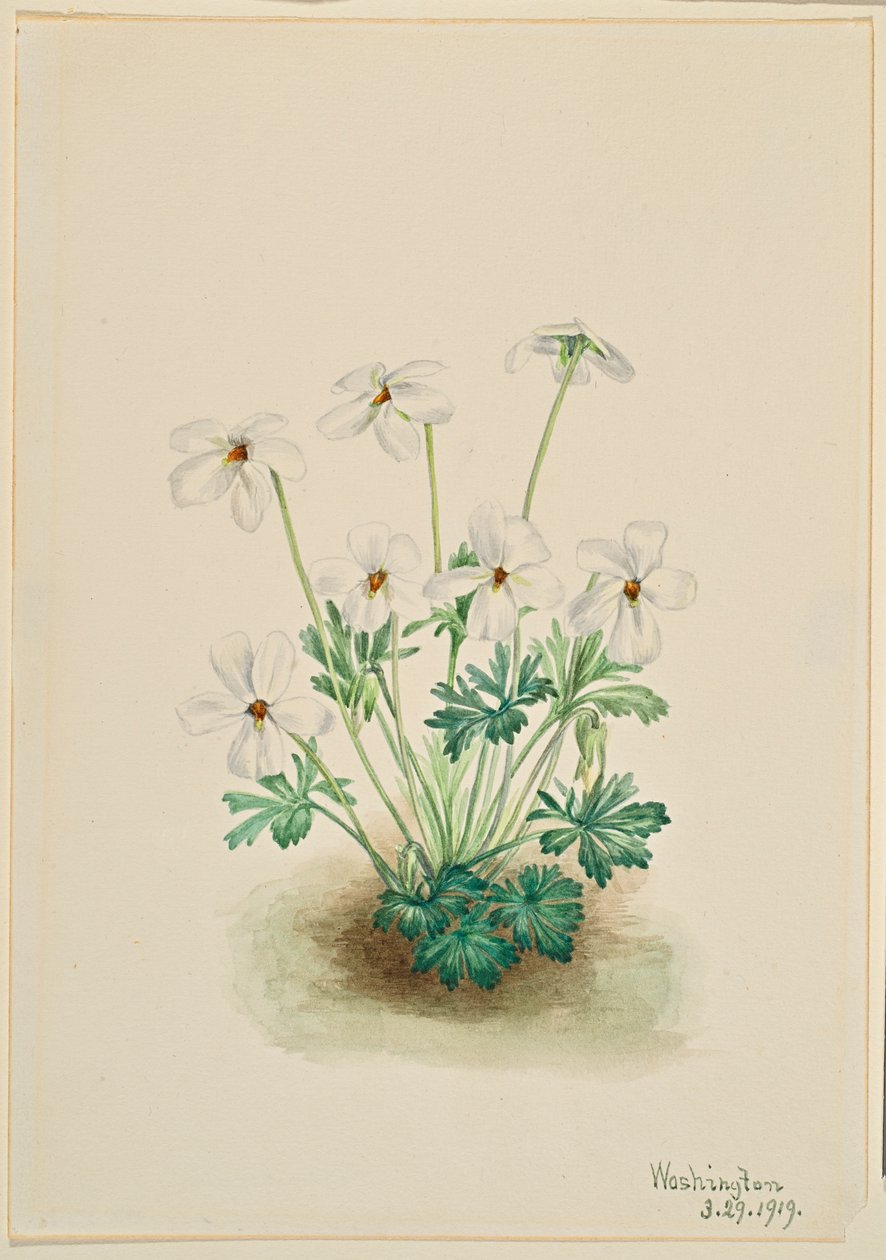 Fialka maceškovitá (Viola pedata) od Mary Vaux Walcott
