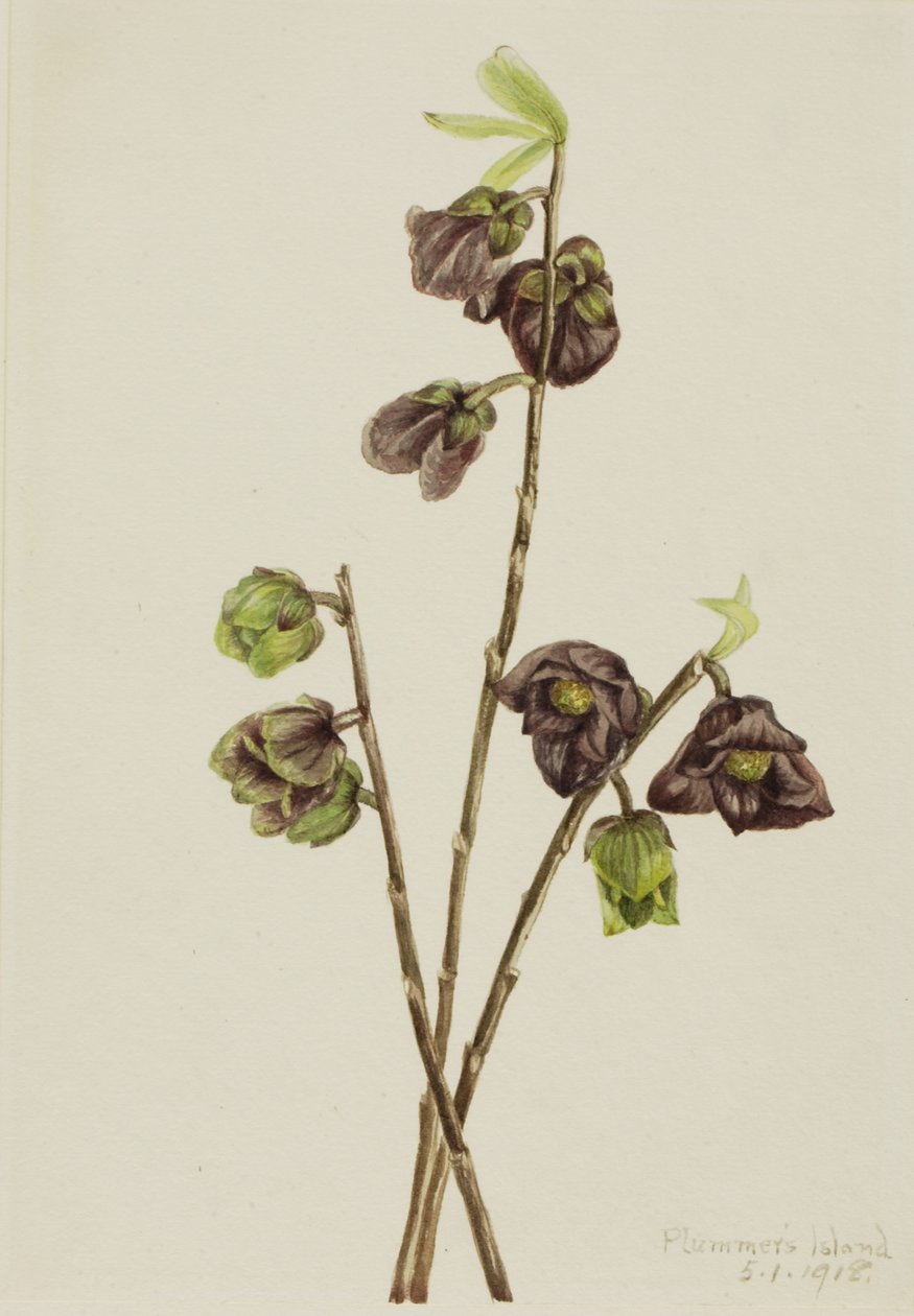 Papája (Asimina triloba) od Mary Vaux Walcott