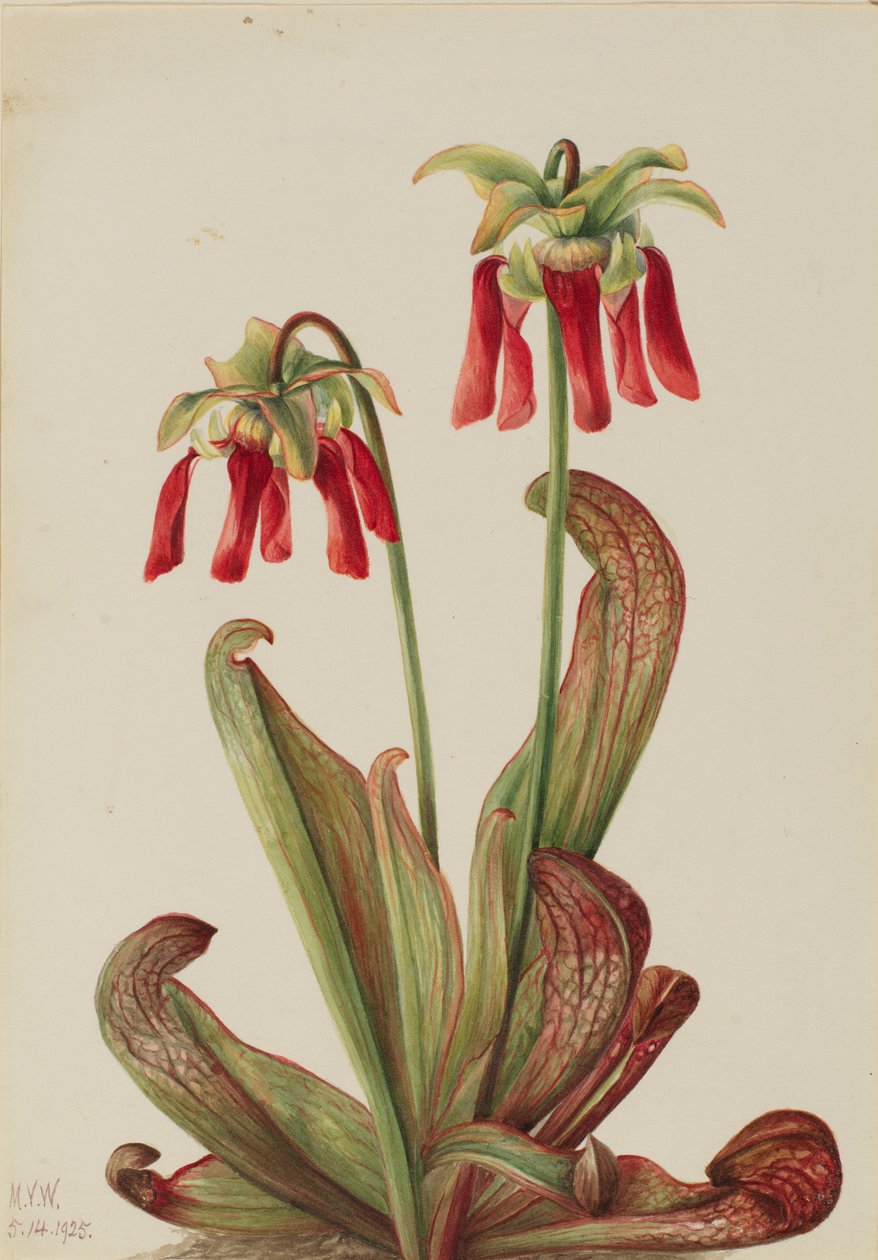 Papouškovec (Sarracenia psittacina) od Mary Vaux Walcott