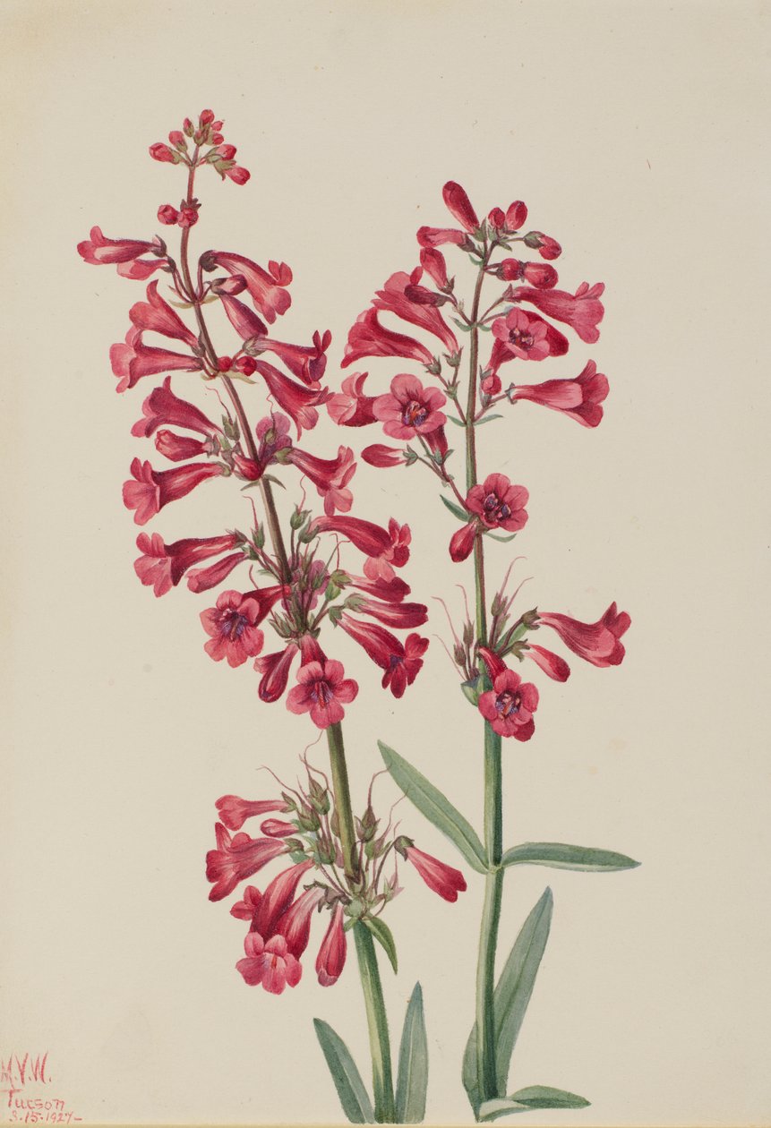 Penstemon Parryho (Penstemon parryi) od Mary Vaux Walcott