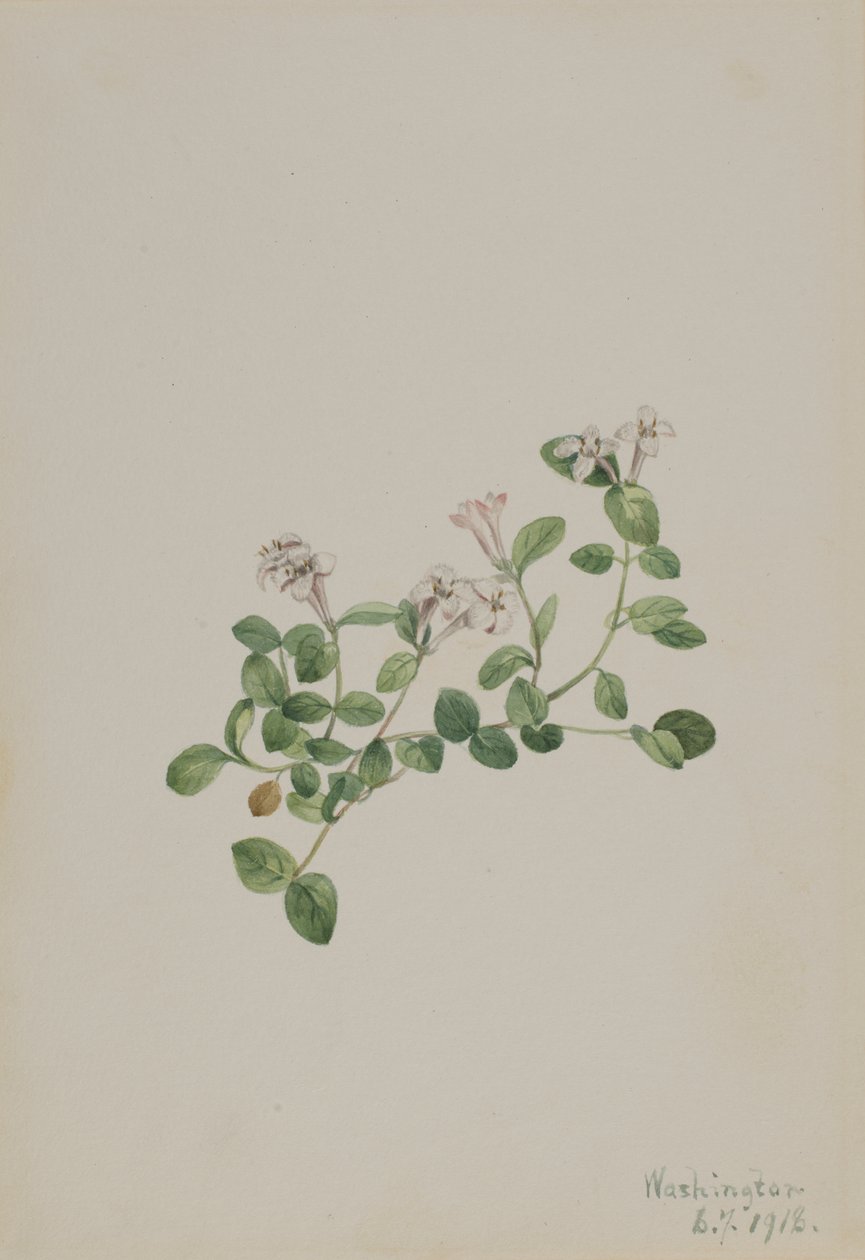 Koroptví bobule (Mitchella repena) od Mary Vaux Walcott