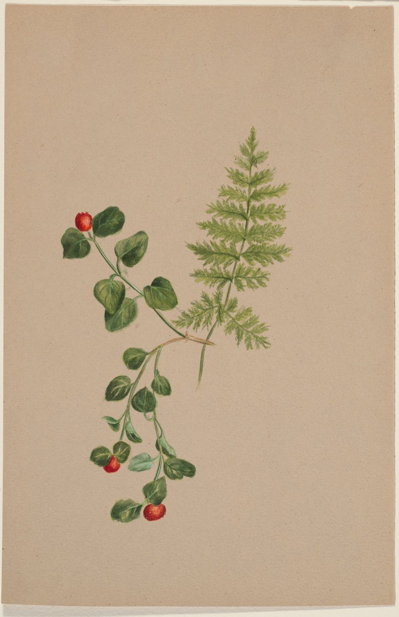 Koroptví bobule (Mitchella repens) od Mary Vaux Walcott
