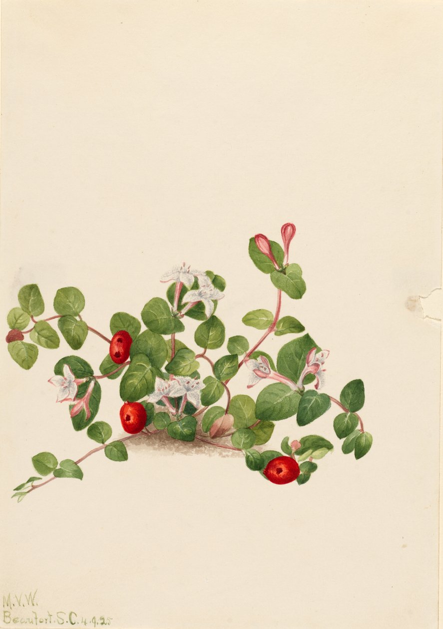 Koroptví bobule (Mitchella repens) od Mary Vaux Walcott