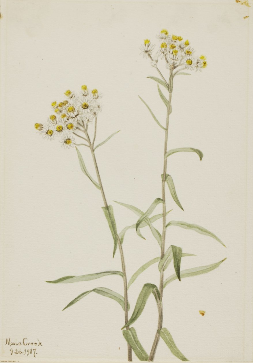 Perleťovec věčný (Anaphalis margaritacea) od Mary Vaux Walcott