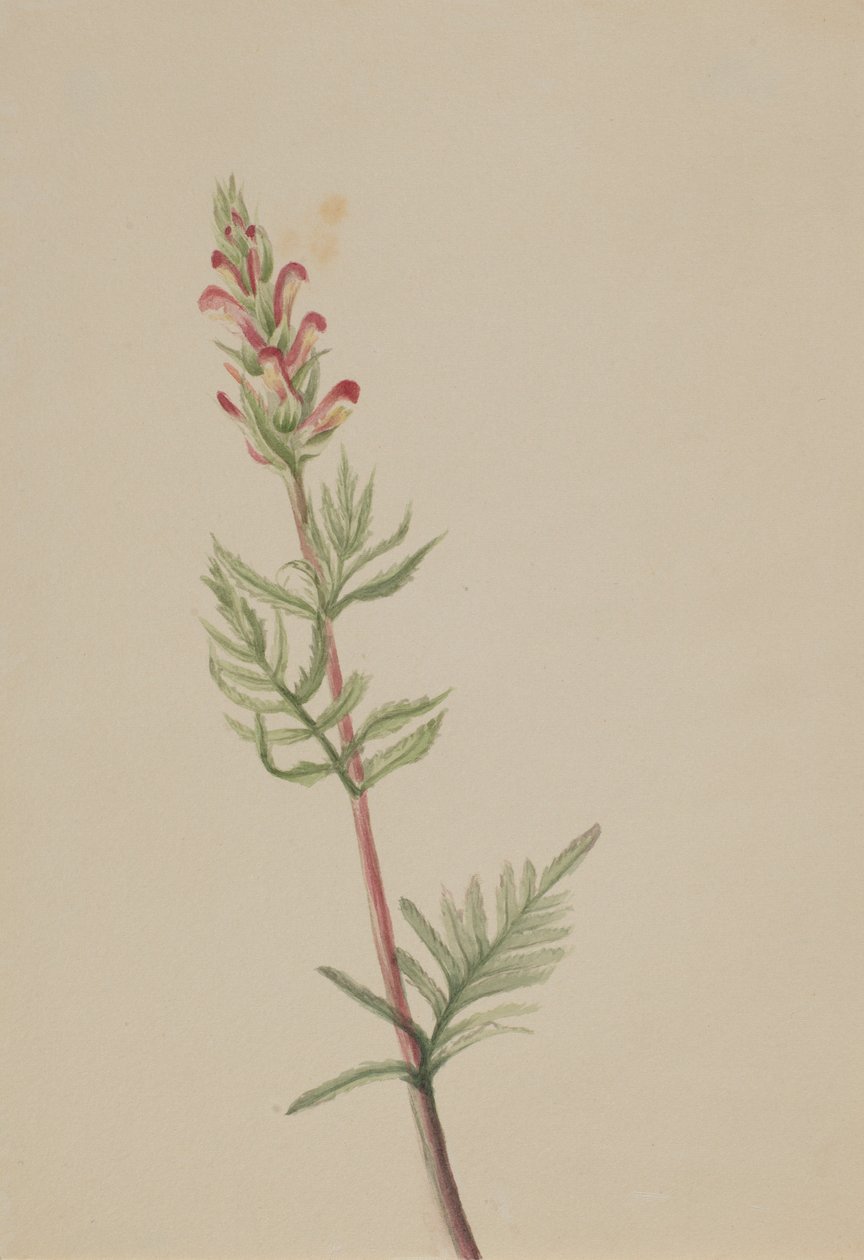 Pedicularis bracteosa od Mary Vaux Walcott