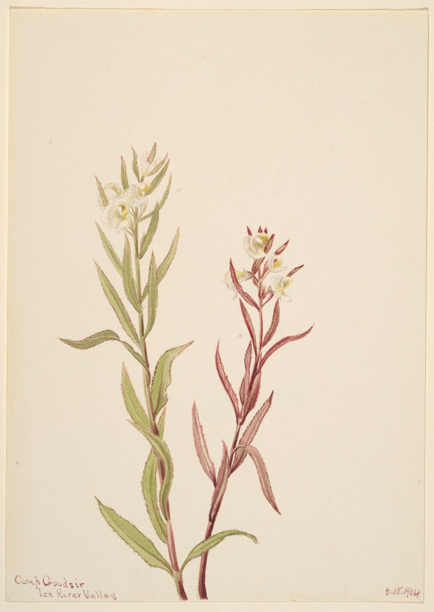 Pedicularis raremosa od Mary Vaux Walcott