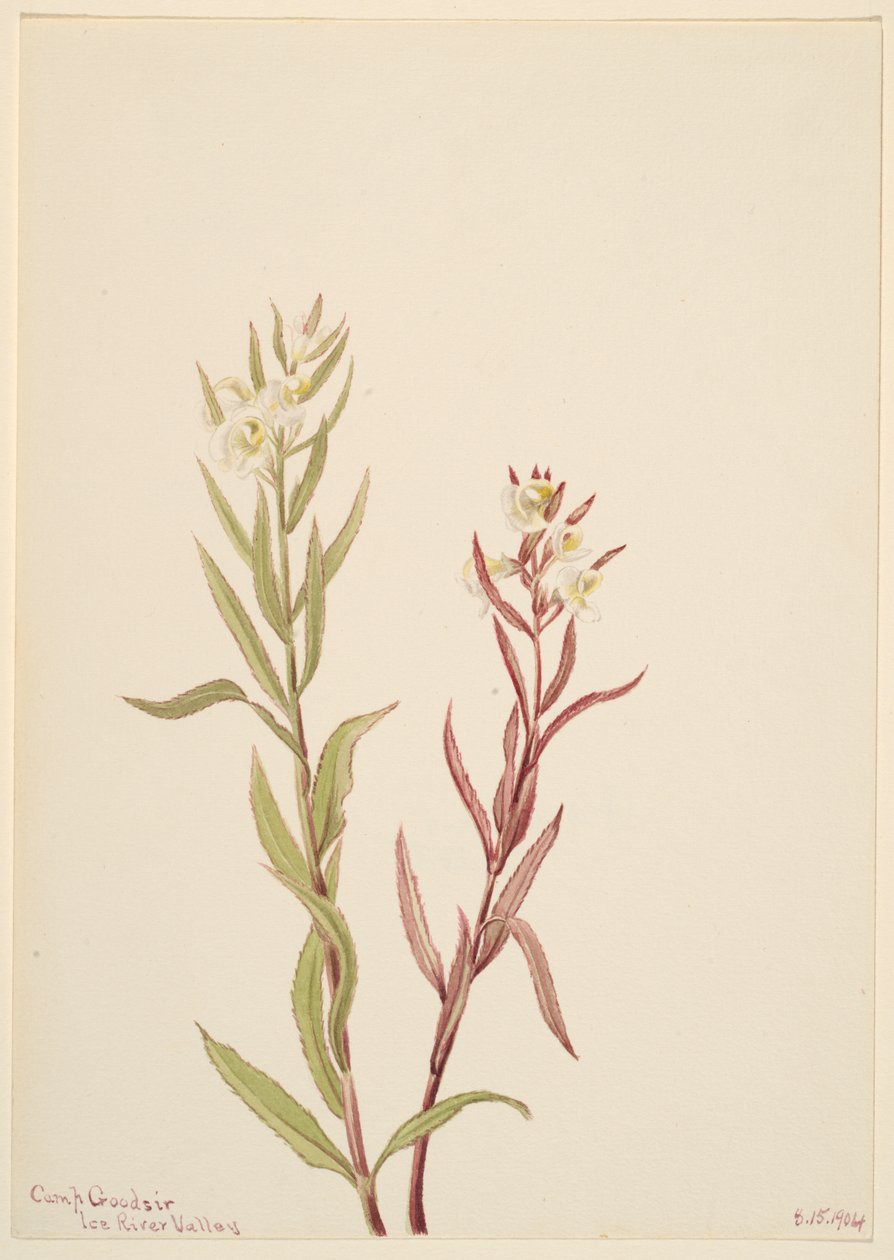 Pedicularis raremosa, 1904 od Mary Vaux Walcott