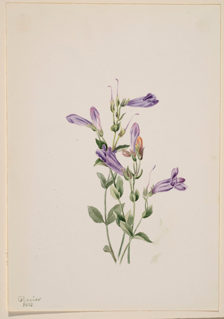Penstemon (Penstimon fruiticosus) od Mary Vaux Walcott