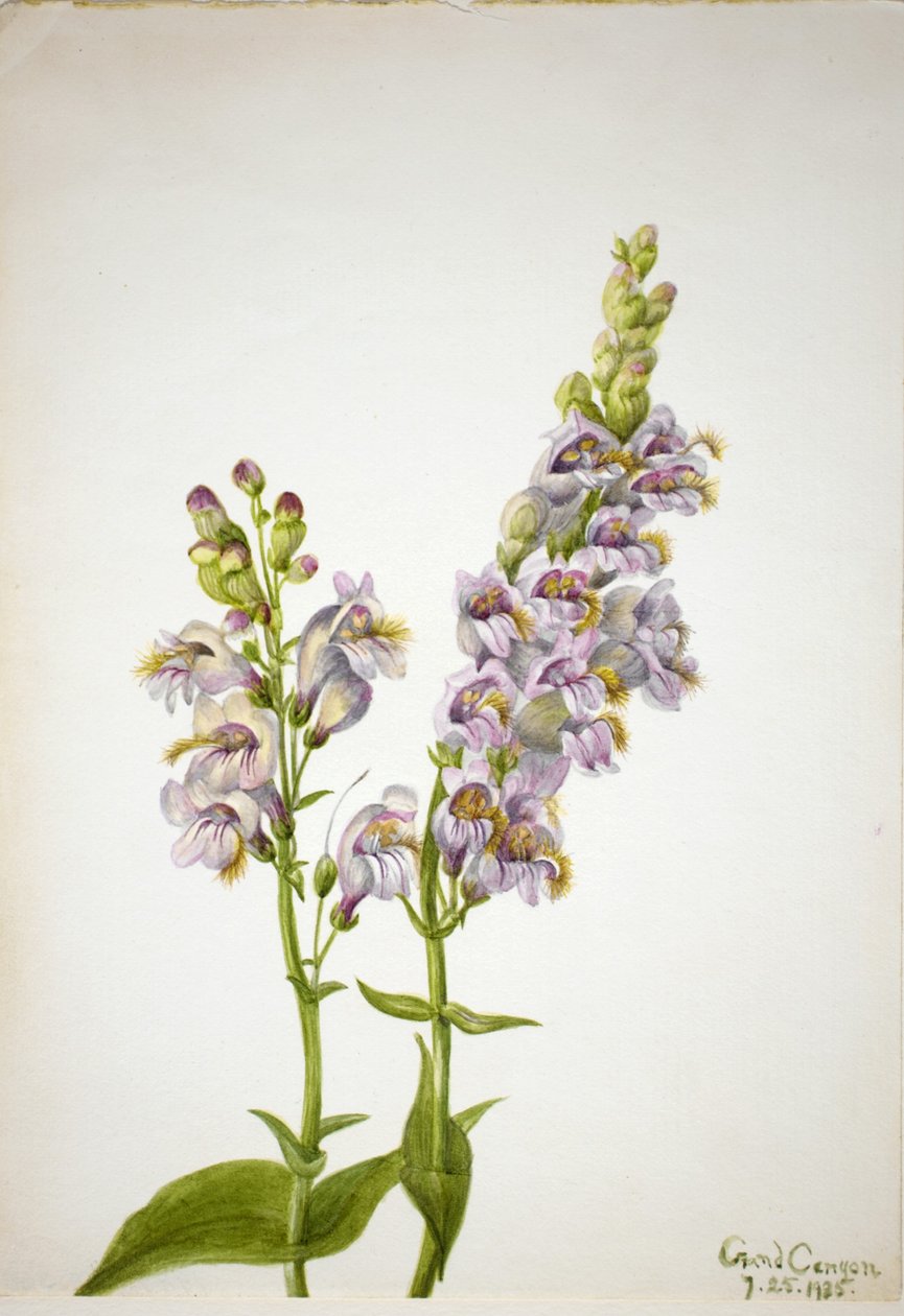 Pentstemon (Pentstemon macranthus) od Mary Vaux Walcott