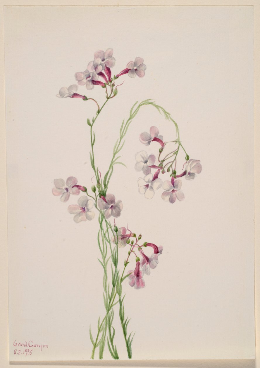 Pentstemon ambiguus od Mary Vaux Walcott