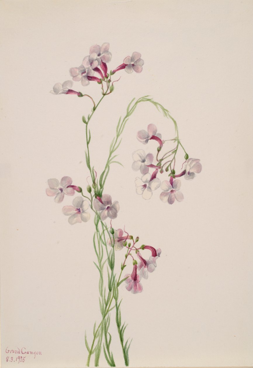 Penttemon ambiguus, 1935 od Mary Vaux Walcott