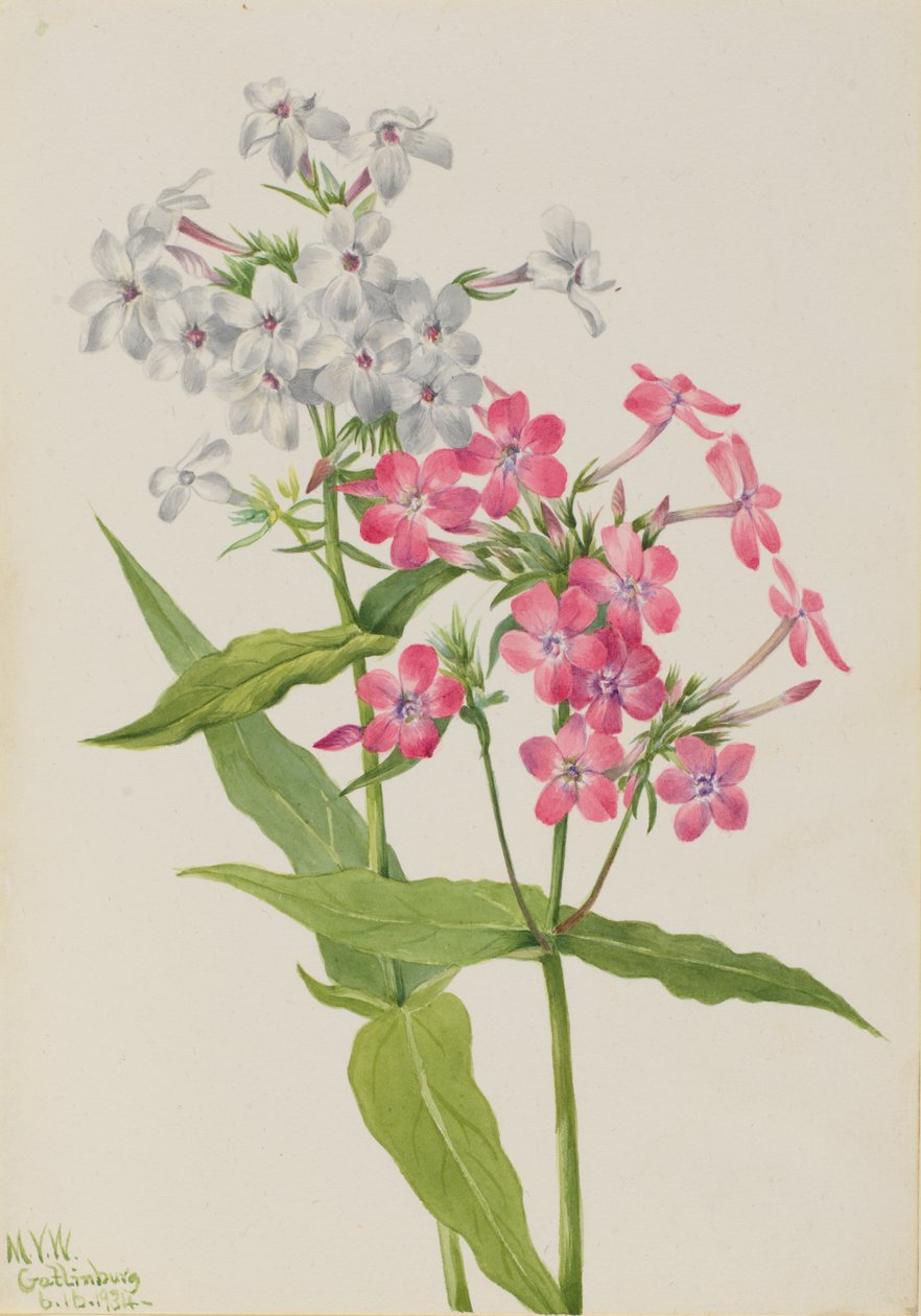Phlox vytrvalý Phlox paniculata, 1934. od Mary Vaux Walcott