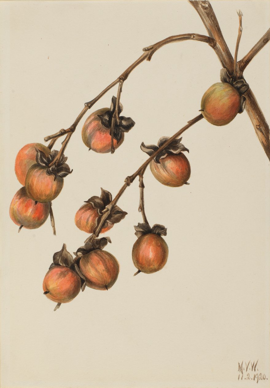 Persimmon (Diospyros virginiana) od Mary Vaux Walcott