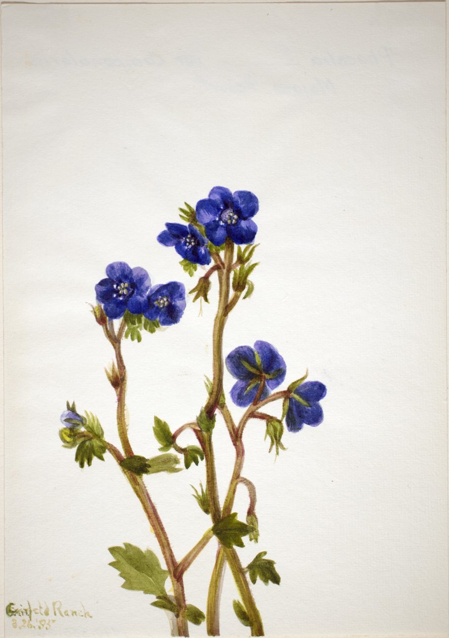 Phacelia (Phacelia parryi) od Mary Vaux Walcott