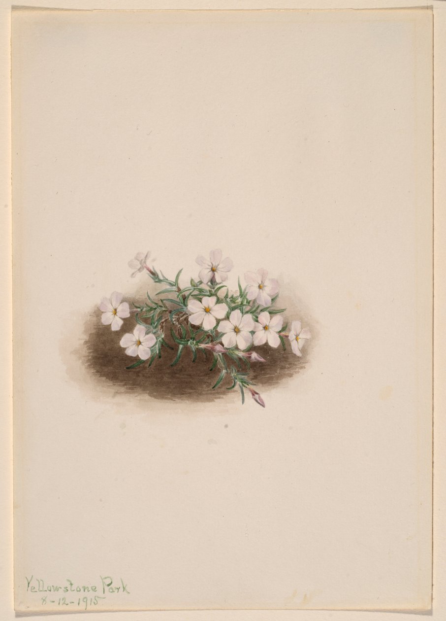 Phlox od Mary Vaux Walcott