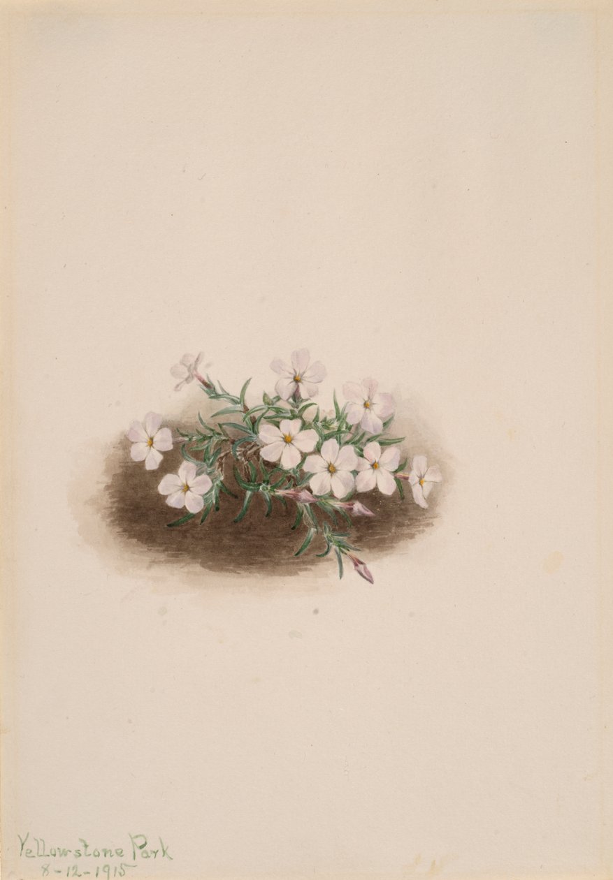 Phlox, 1915. od Mary Vaux Walcott