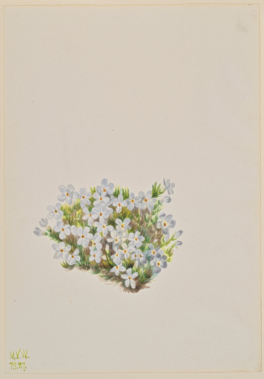 Phlox Phlox caespitosa, 1937 od Mary Vaux Walcott